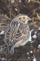 Ostrohárka severská - Calcarius lapponicus - Lapland Bunting