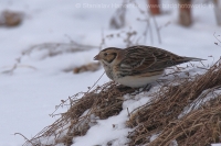 Ostrohárka severská - Calcarius lapponicus - Lapland Bunting
