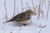 Ostrohárka severská - Calcarius lapponicus - Lapland Bunting