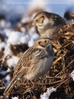 Ostrohárka severská - Calcarius lapponicus - Lapland Bunting