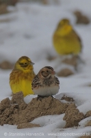 Ostrohárka severská - Calcarius lapponicus - Lapland Bunting