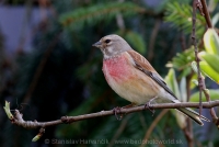 Stehlík konôpka - Carduelis cannabina - Linnet