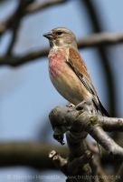 Stehlík konôpka - Carduelis cannabina - Linnet