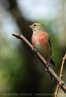 Stehlík konôpka - Carduelis cannabina - Linnet