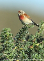 Stehlík konôpka - Carduelis cannabina - Linnet
