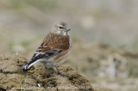Stehlík konôpka - Carduelis cannabina - Linnet