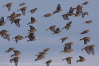 Stehlík konôpka - Carduelis cannabina - Linnet