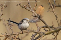 Mlynárka dlhochvostá - Aegithalos caudatus - Long-tailed Tit