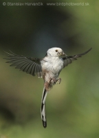 Mlynárka dlhochvostá - Aegithalos caudatus - Long-tailed Tit