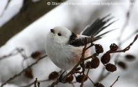 Mlynárka dlhochvostá - Aegithalos caudatus - Long-tailed Tit