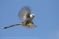 Mlynárka dlhochvostá - Aegithalos caudatus - Long-tailed Tit