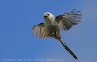 Mlynárka dlhochvostá - Aegithalos caudatus - Long-tailed Tit