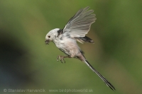 Mlynárka dlhochvostá - Aegithalos caudatus - Long-tailed Tit