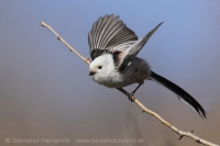 Mlynárka dlhochvostá - Aegithalos caudatus - Long-tailed Tit