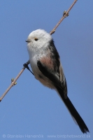 Mlynárka dlhochvostá - Aegithalos caudatus - Long-tailed Tit