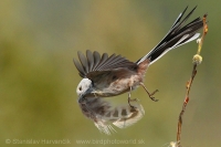 Mlynárka dlhochvostá - Aegithalos caudatus - Long-tailed Tit
