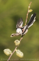 Mlynárka dlhochvostá - Aegithalos caudatus - Long-tailed Tit
