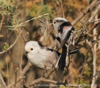 Mlynárka dlhochvostá - Aegithalos caudatus - Long-tailed Tit