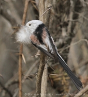 Mlynárka dlhochvostá - Aegithalos caudatus - Long-tailed Tit