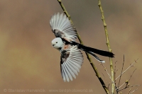 Mlynárka dlhochvostá - Aegithalos caudatus - Long-tailed Tit