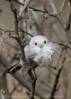 Mlynárka dlhochvostá - Aegithalos caudatus - Long-tailed Tit