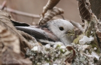 Mlynárka dlhochvostá - Aegithalos caudatus - Long-tailed Tit
