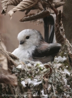 Mlynárka dlhochvostá - Aegithalos caudatus - Long-tailed Tit