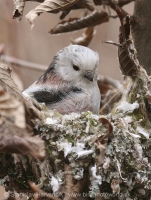 Mlynárka dlhochvostá - Aegithalos caudatus - Long-tailed Tit