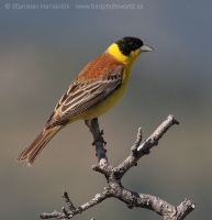 Strnádka čiernohlavá - Emberiza melanocephala - Black-headed Bunting