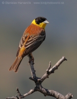 Strnádka čiernohlavá - Emberiza melanocephala - Black-headed Bunting