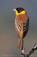 Strnádka čiernohlavá - Emberiza melanocephala - Black-headed Bunting