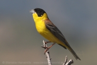 Strnádka čiernohlavá - Emberiza melanocephala - Black-headed Bunting