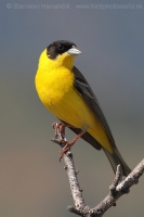Strnádka čiernohlavá - Emberiza melanocephala - Black-headed Bunting