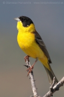 Strnádka čiernohlavá - Emberiza melanocephala - Black-headed Bunting