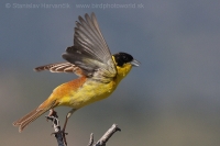 Strnádka čiernohlavá - Emberiza melanocephala - Black-headed Bunting