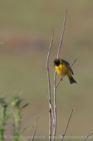 Strnádka čiernohlavá - Emberiza melanocephala - Black-headed Bunting