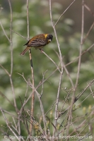 Strnádka čiernohlavá - Emberiza melanocephala - Black-headed Bunting