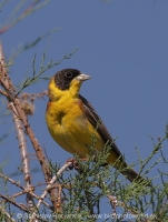 Strnádka čiernohlavá - Emberiza melanocephala - Black-headed Bunting