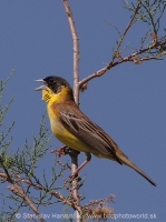 Strnádka čiernohlavá - Emberiza melanocephala - Black-headed Bunting