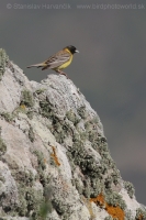 Strnádka čiernohlavá - Emberiza melanocephala - Black-headed Bunting