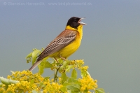 Strnádka čiernohlavá - Emberiza melanocephala - Black-headed Bunting