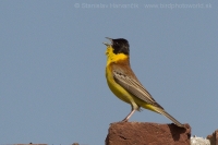 Strnádka čiernohlavá - Emberiza melanocephala - Black-headed Bunting