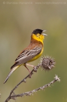 Strnádka čiernohlavá - Emberiza melanocephala - Black-headed Bunting