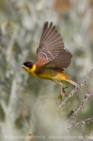 Strnádka čiernohlavá - Emberiza melanocephala - Black-headed Bunting