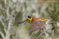 Strnádka čiernohlavá - Emberiza melanocephala - Black-headed Bunting