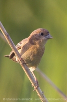 Strnádka čiernohlavá - Emberiza melanocephala - Black-headed Bunting