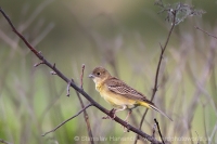 Strnádka čiernohlavá - Emberiza melanocephala - Black-headed Bunting