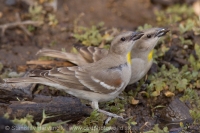 Skalník dutinový - Gymnoris xanthocollis - Yellow-throated Sparrow
