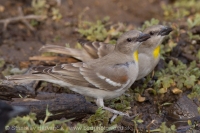 Skalník dutinový - Gymnoris xanthocollis - Yellow-throated Sparrow