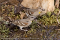 Skalník dutinový - Gymnoris xanthocollis - Yellow-throated Sparrow